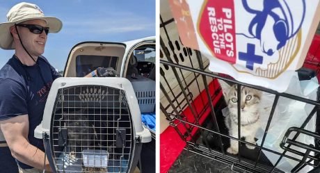 Piloto vuela con más de 50 gatos rescatados y los lleva a sus hogares para siempre