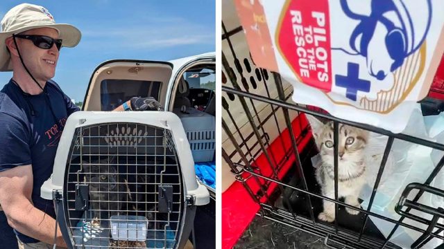 Piloto vuela con más de 50 gatos rescatados y los lleva a sus hogares para siempre