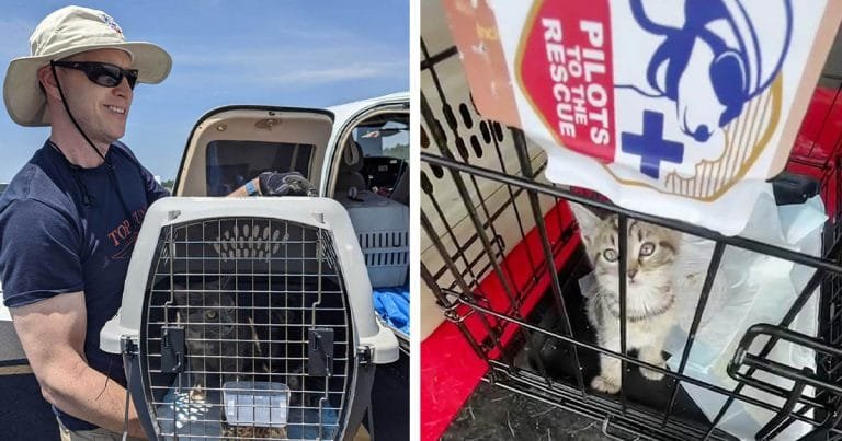 Piloto vuela con más de 50 gatos rescatados y los lleva a sus hogares para siempre