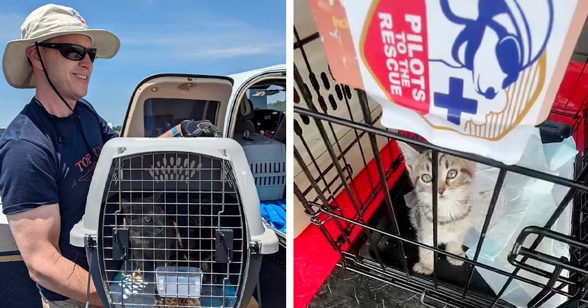 Piloto vuela con más de 50 gatos rescatados y los lleva a sus hogares para siempre