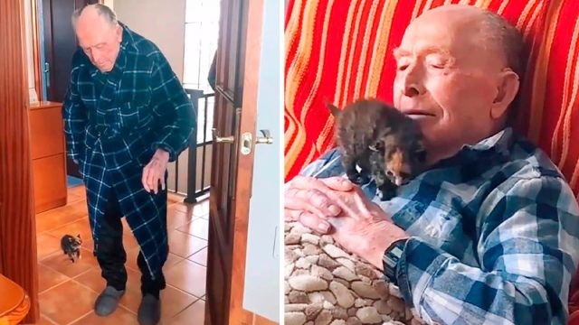Abuelo de 100 años forma la amistad más dulce con un pequeño gatito