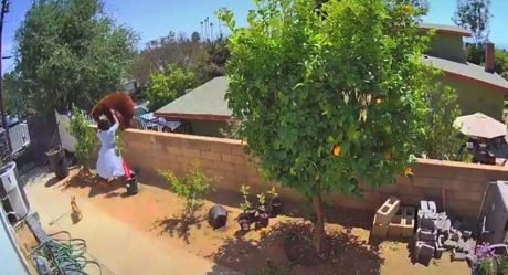 Adolescente hace lo impensable para salvar a sus perros de un oso