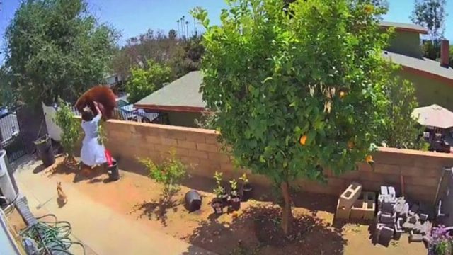 Adolescente hace lo impensable para salvar a sus perros de un oso