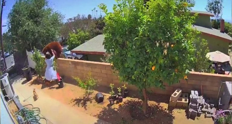 Adolescente hace lo impensable para salvar a sus perros de un oso