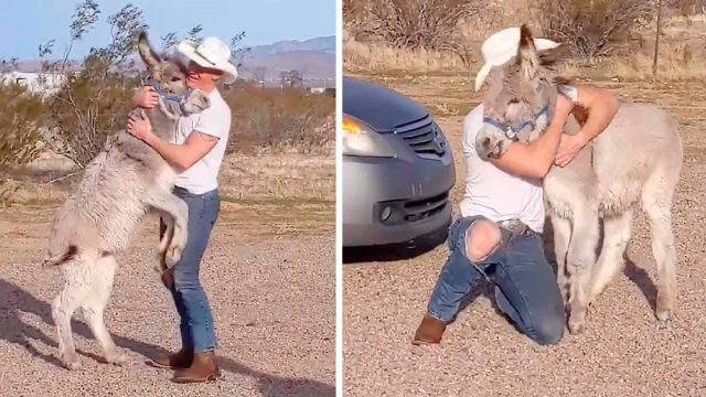Burro se comporta como un perro cada vez que su papá llega a casa