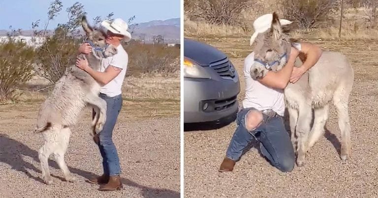 Burro se comporta como un perro cada vez que su papá llega a casa