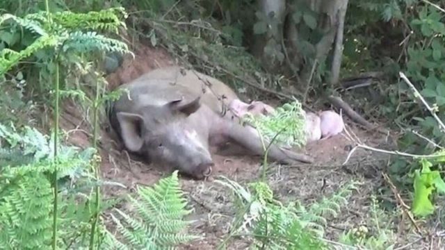 Cerda embarazada escapa de una granja