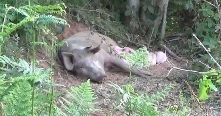 Cerda embarazada escapa de una granja