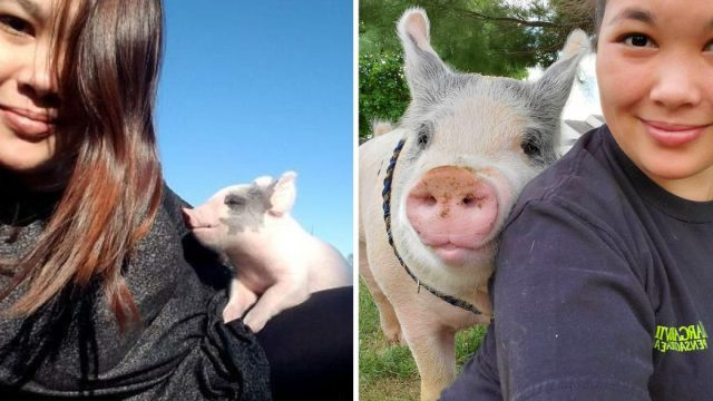 Cerdito obtiene segunda oportunidad ser feliz