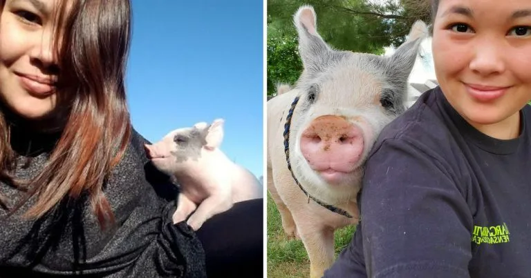 Cerdito obtiene segunda oportunidad ser feliz