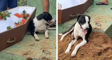Desde la ambulancia hasta el entierro este perro no se aleja de su padre fallecido