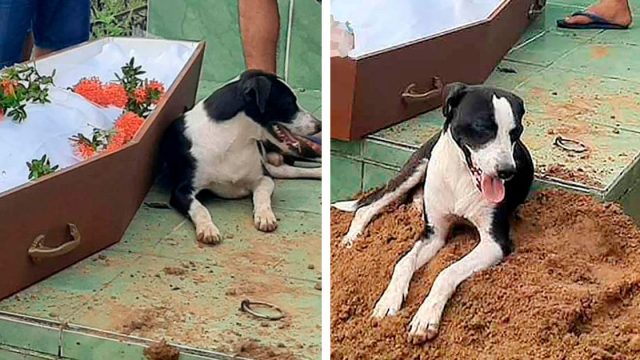 Desde la ambulancia hasta el entierro este perro no se aleja de su padre fallecido