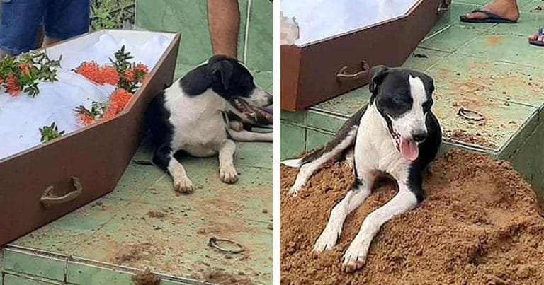 Desde la ambulancia hasta el entierro este perro no se aleja de su padre fallecido