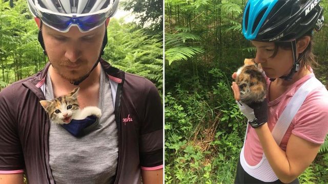 Dulce gatita encontrada sola cerca del bosque