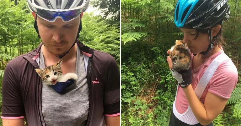 Dulce gatita encontrada sola cerca del bosque