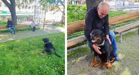 Dulce rottweiler consuela a un extraño en el parque que recientemente perdió a su perro