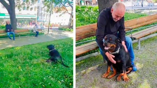 Dulce rottweiler consuela a un extraño en el parque que recientemente perdió a su perro