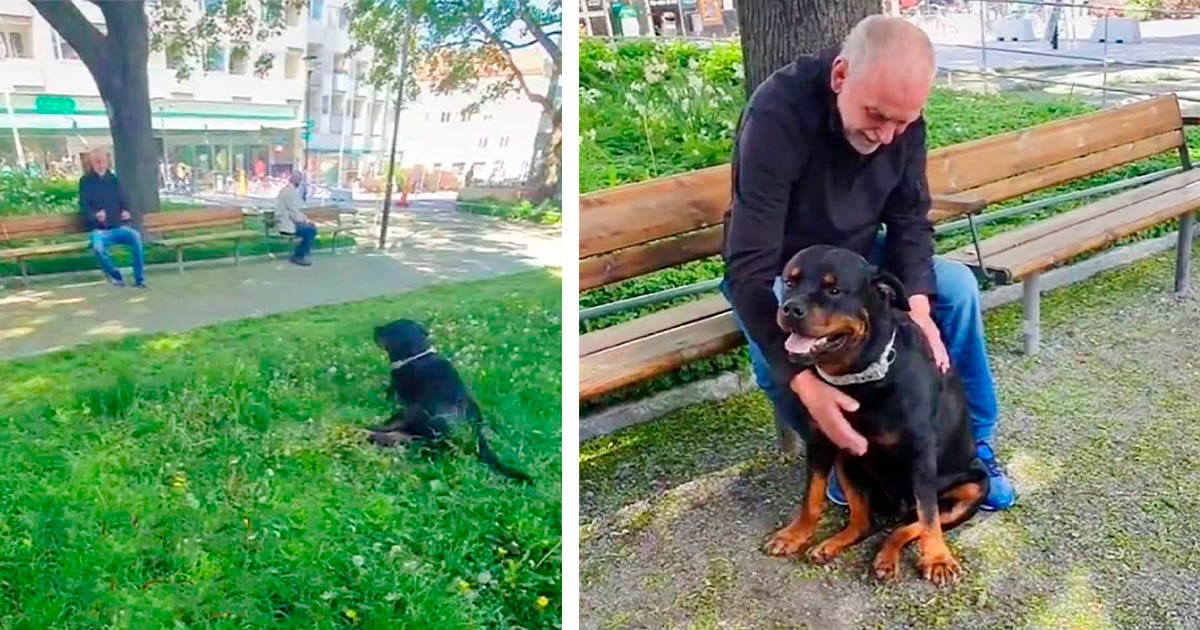 Dulce rottweiler consuela a un extraño en el parque que recientemente perdió a su perro