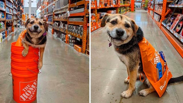 Este perro es literalmente el empleado más lindo de una tienda