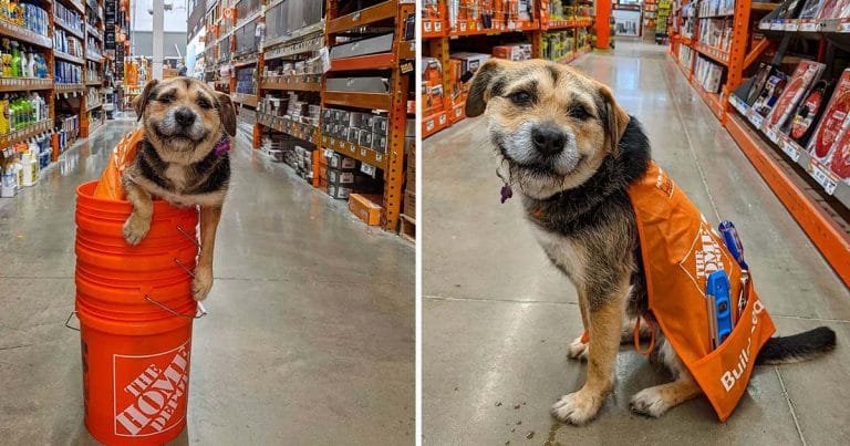 Este perro es literalmente el empleado más lindo de una tienda