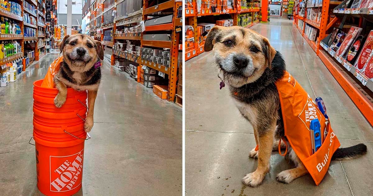 Este perro es literalmente el empleado más lindo de una tienda