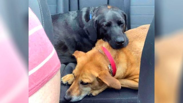 Este perro sabe exactamente cómo ayudar a su hermana ansiosa cuando se marea