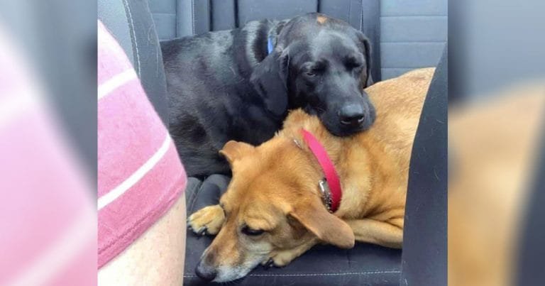 Este perro sabe exactamente cómo ayudar a su hermana ansiosa cuando se marea