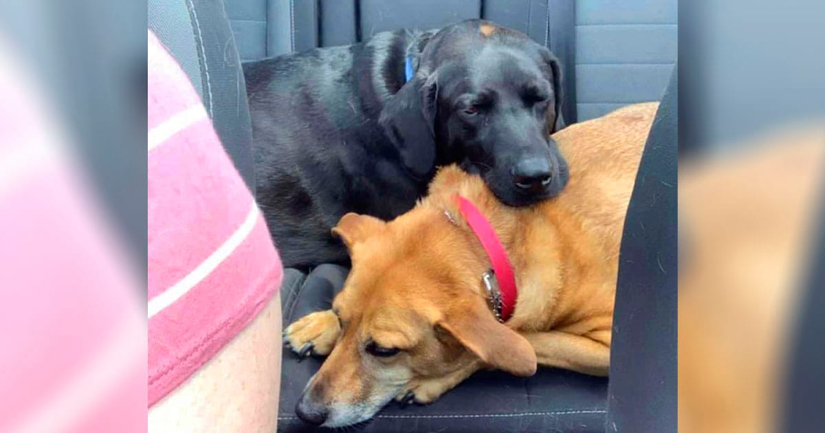 Este perro sabe exactamente cómo ayudar a su hermana ansiosa cuando se marea