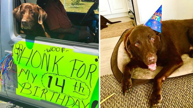 Familia se asegura de que su perro reciba toda la atención por su cumpleaños #14