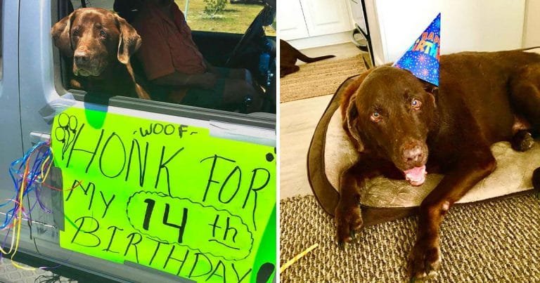 Familia se asegura de que su perro reciba toda la atención por su cumpleaños #14
