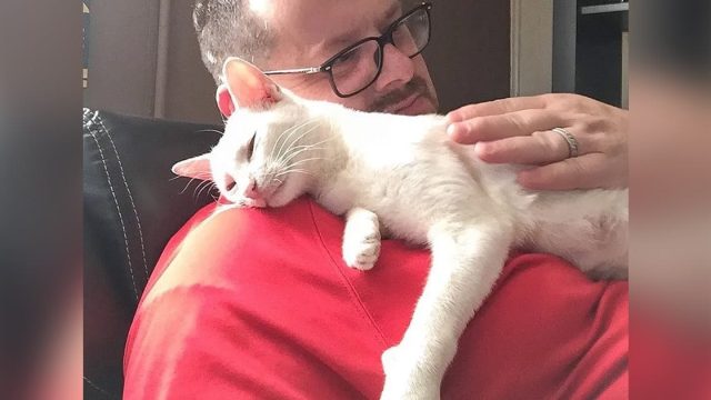 Gata lleva gatitos hombre ayudo alimento