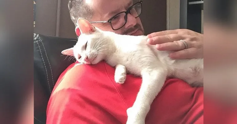 Gata lleva gatitos hombre ayudo alimento