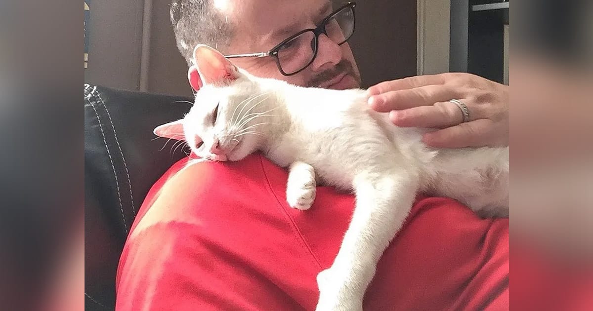 Gata lleva gatitos hombre ayudo alimento