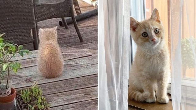 Gatito cuela patio buscar ayuda gato más dulce