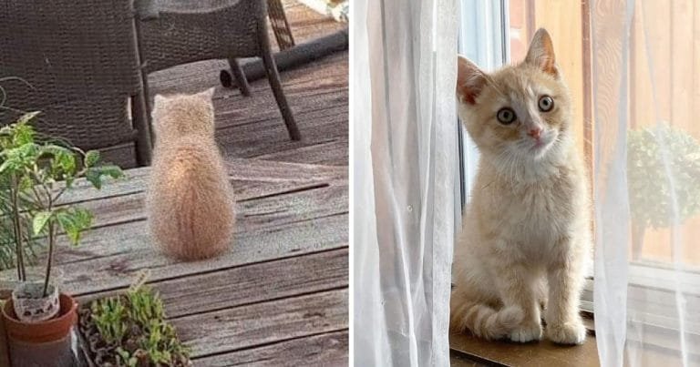 Gatito cuela patio buscar ayuda gato más dulce