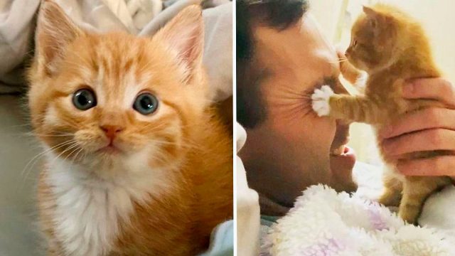 Gatito es tan feliz de ser atendido que insiste en ser el centro de atención