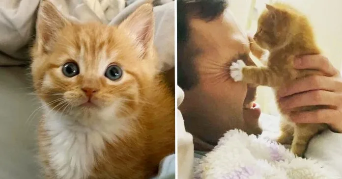 Gatito es tan feliz de ser atendido que insiste en ser el centro de atención