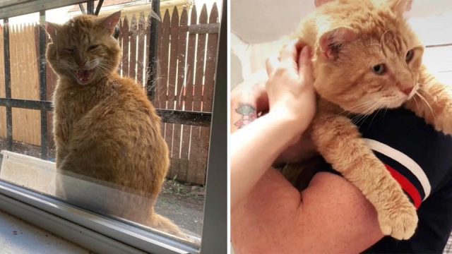Gato que aparece en la ventana de esta familia está listo para dejar su vida en las calles
