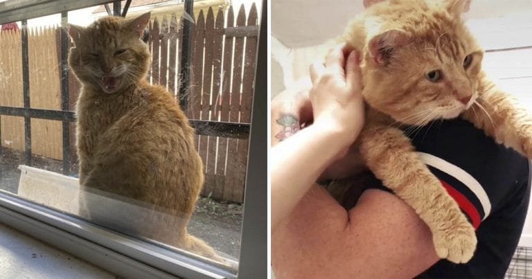 Gato que aparece en la ventana de esta familia está listo para dejar su vida en las calles