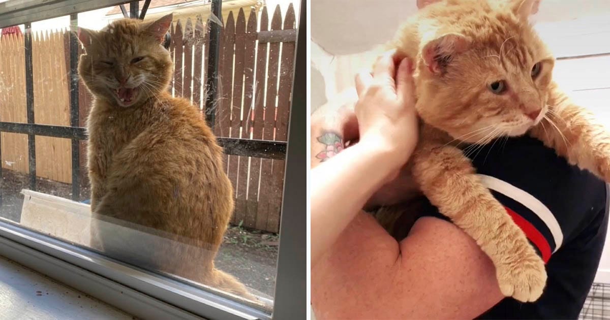 Gato que aparece en la ventana de esta familia está listo para dejar su vida en las calles