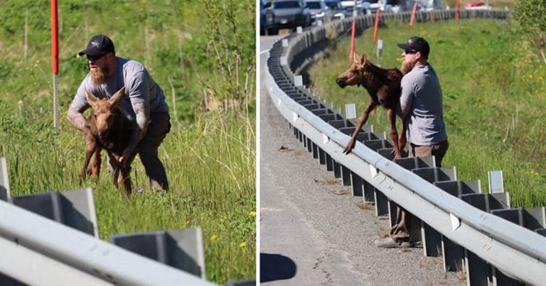 Hombre ayuda a un bebé alce agotado a cruzar la calle y reunirse con su mamá