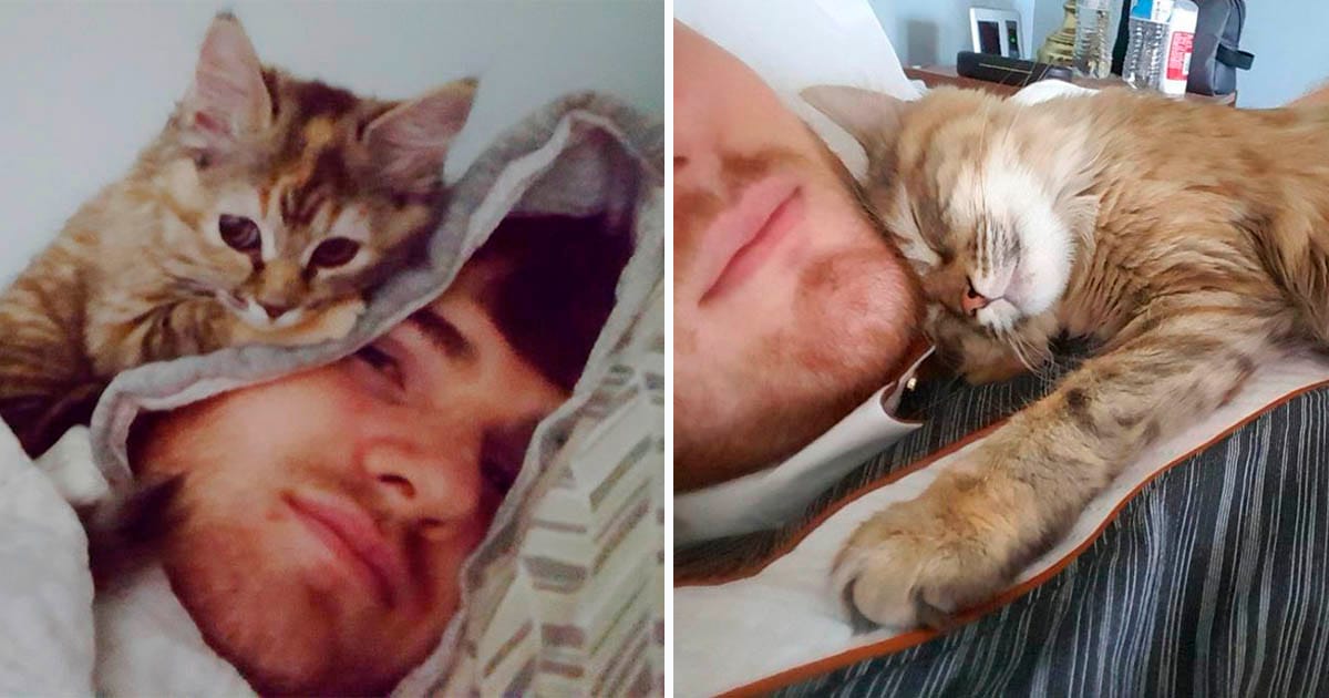Hombre le da un hogar a un gatito y ahora despierta con sus abrazos todos los días