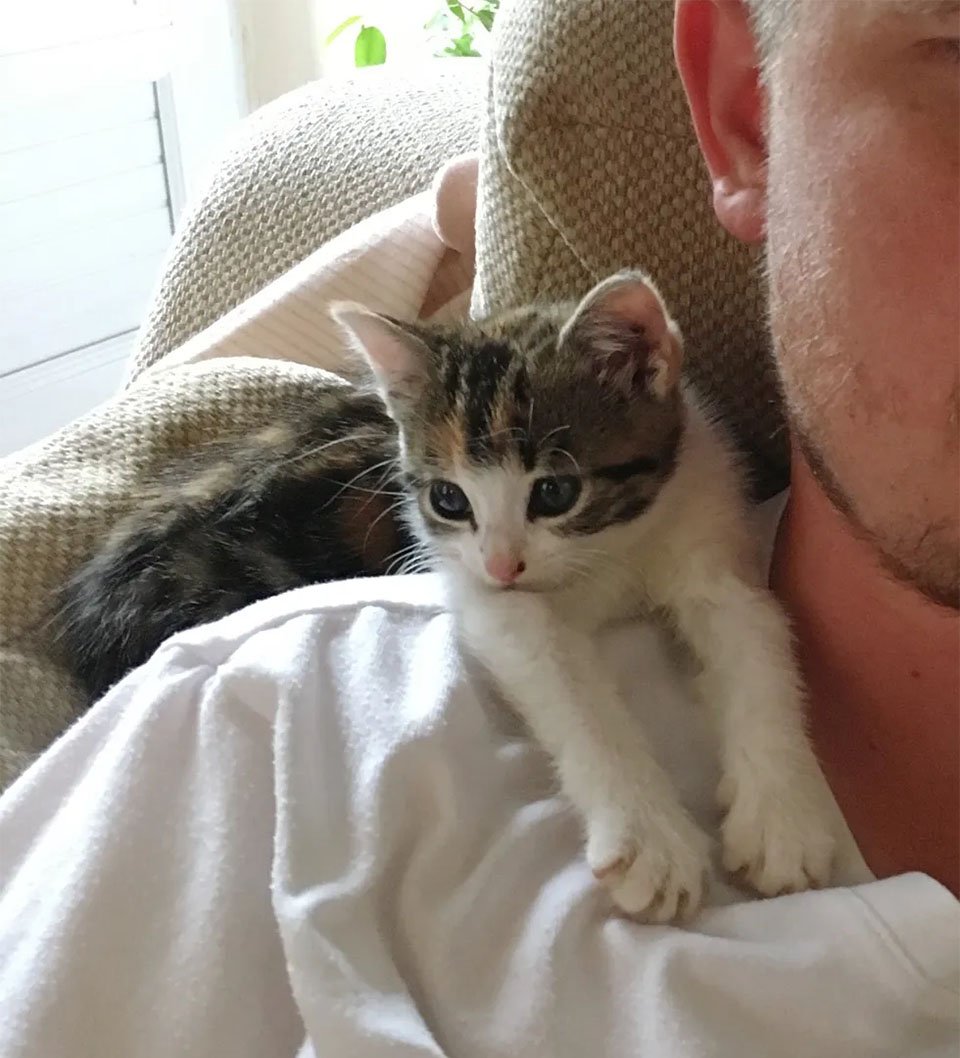 Mini Kitty nuevo hogar