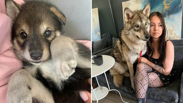 Mujer adopta y cría a una loba