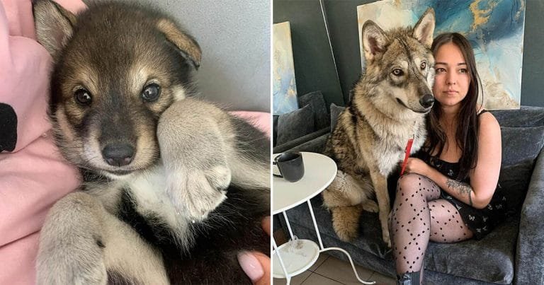 Mujer adopta y cría a una loba