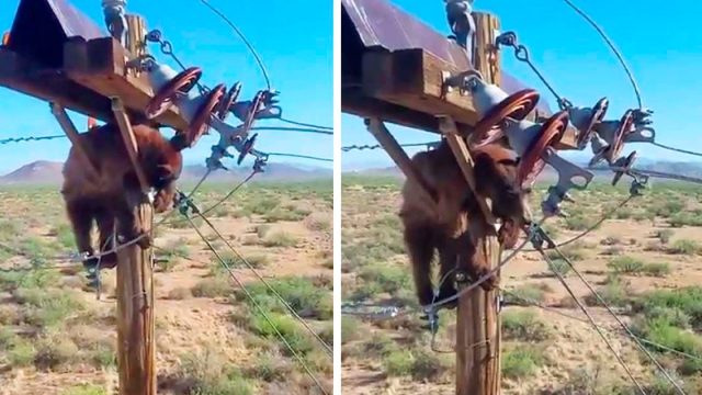 Oso atascado en un poste de energía es rescatado por trabajadores del servicio público