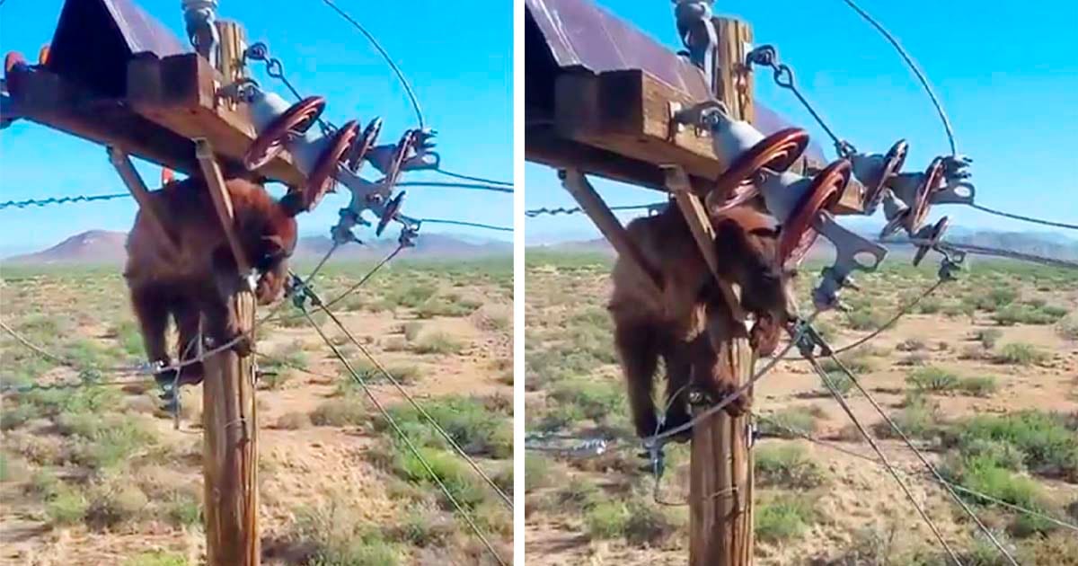 Oso atascado en un poste de energía es rescatado por trabajadores del servicio público