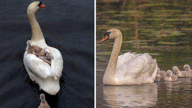 Padre cisne cuida de sus bebés tras perder a la madre