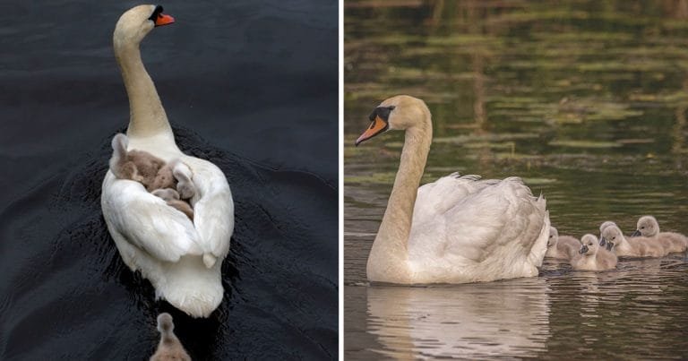 Padre cisne cuida de sus bebés tras perder a la madre