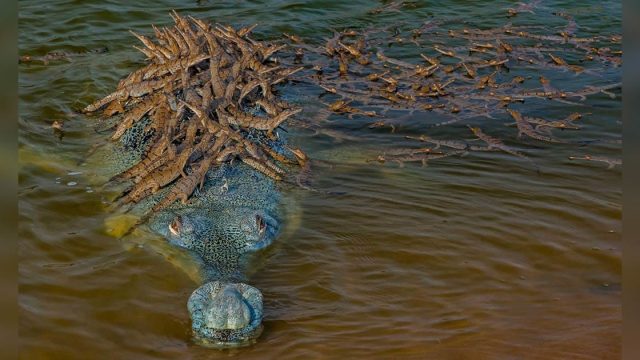 Papá cocodrilo carga cientos bebes